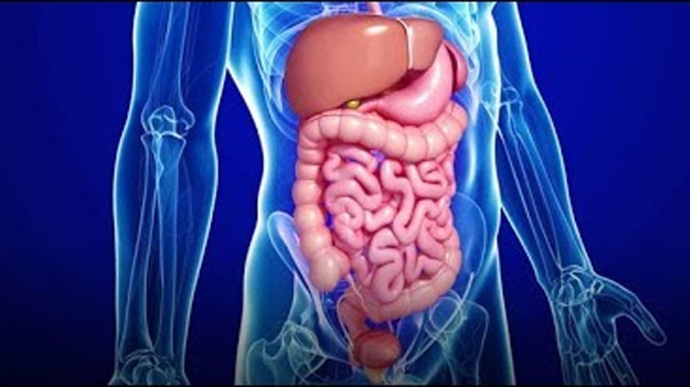Digestive-system