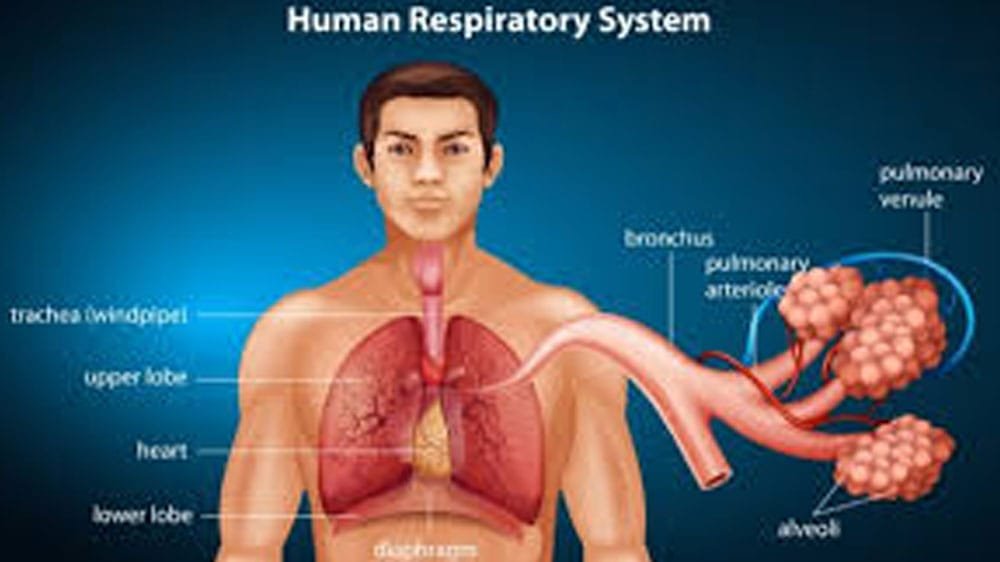 Respiration
