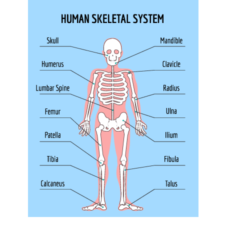 skeleton-labels