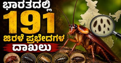 Cockroach-Species