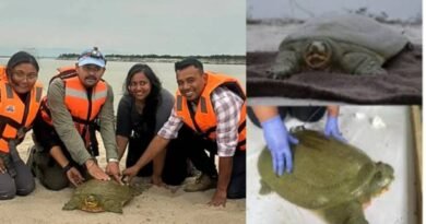First Satellite-Tagged Ganges Soft-Shell Turtle