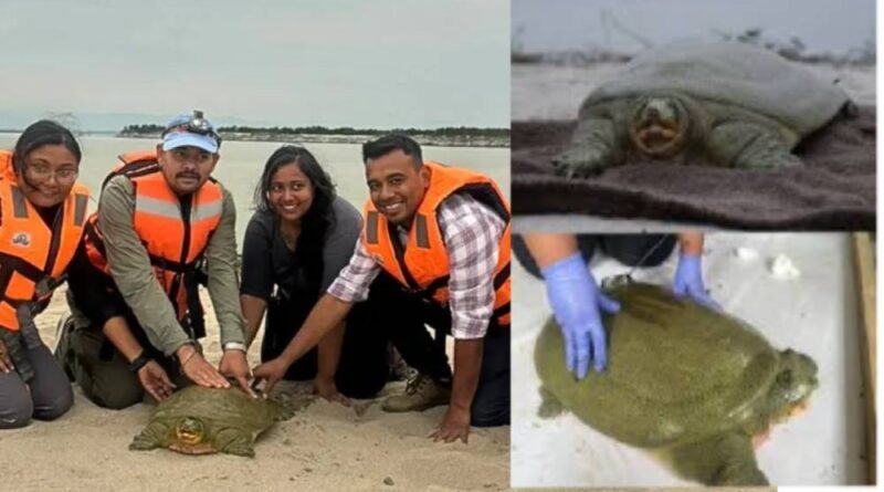 First Satellite-Tagged Ganges Soft-Shell Turtle