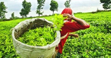 Largest-Tea-Exporter