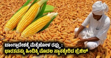 Maize Export