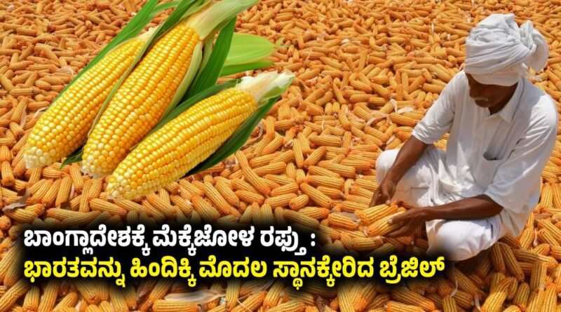 Maize Export