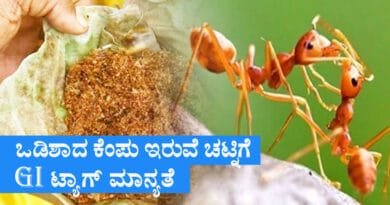 Red-Ant-Chutney
