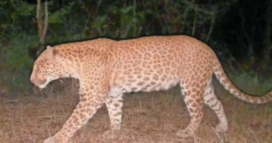 Sandalwood-Leopard