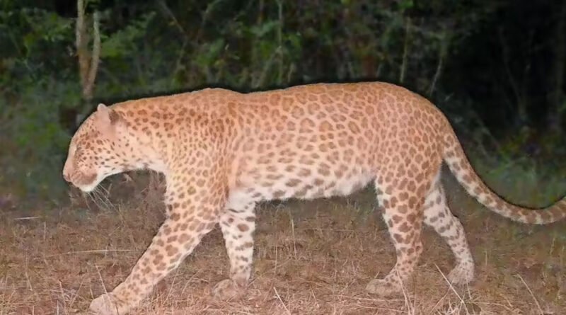 Sandalwood Leopard