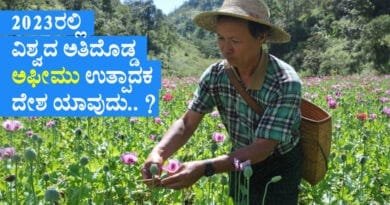 poppy-cultivation---opium